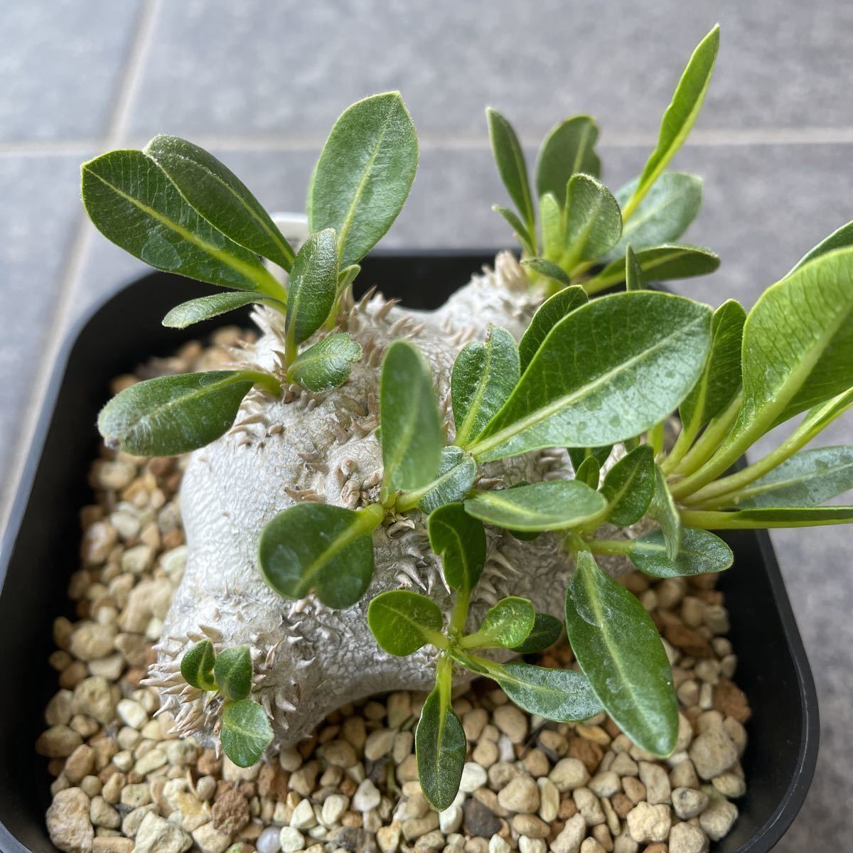 恵比寿笑　ブレビカウレ　検）グラキリス　パキプス パキポディウム ブレビカウレ 恵比寿笑い 現地球 検 グラキリス