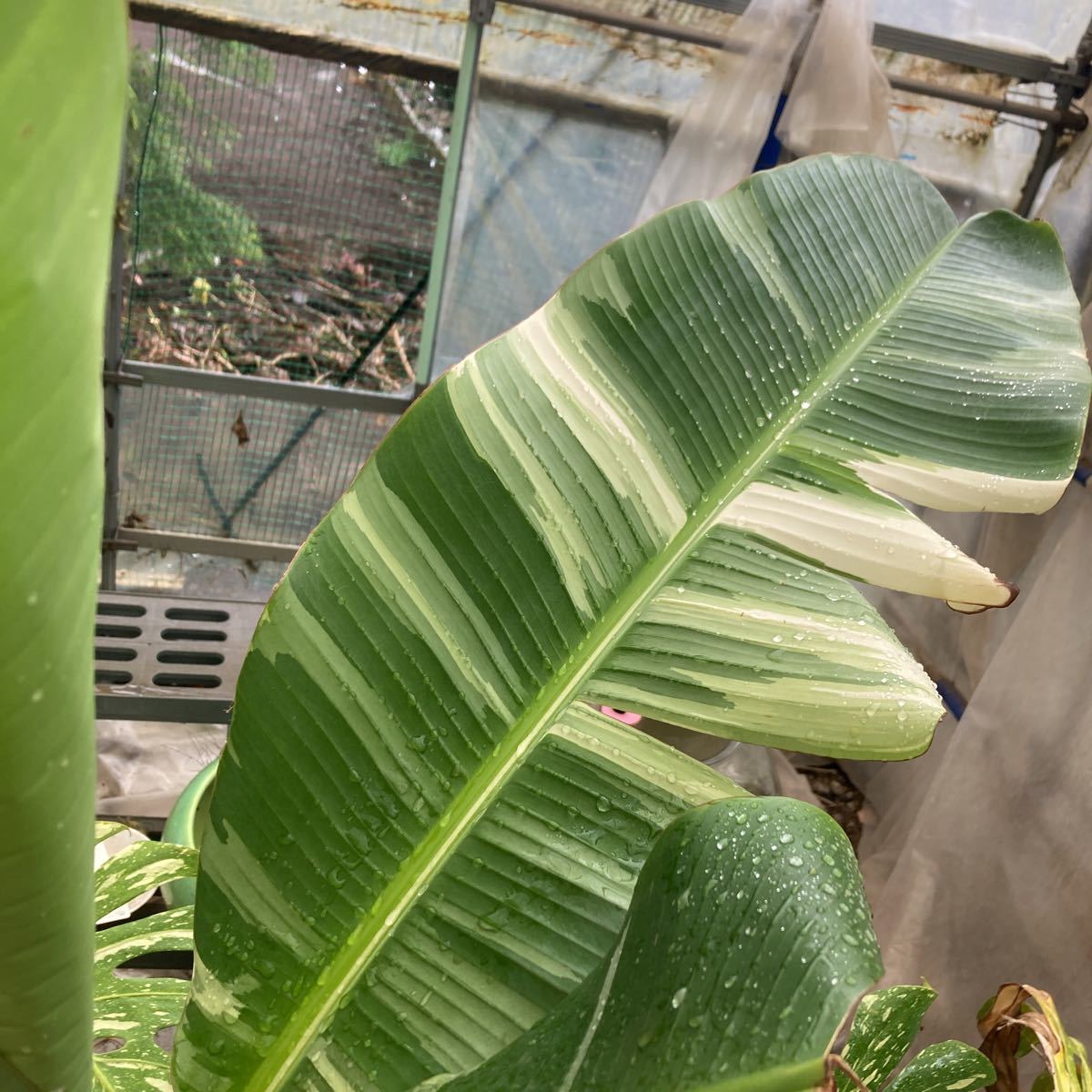 斑入りバナナ ムサ アエアエ1株 （ムサ アエアエ(Musa Aeae) 斑入り 