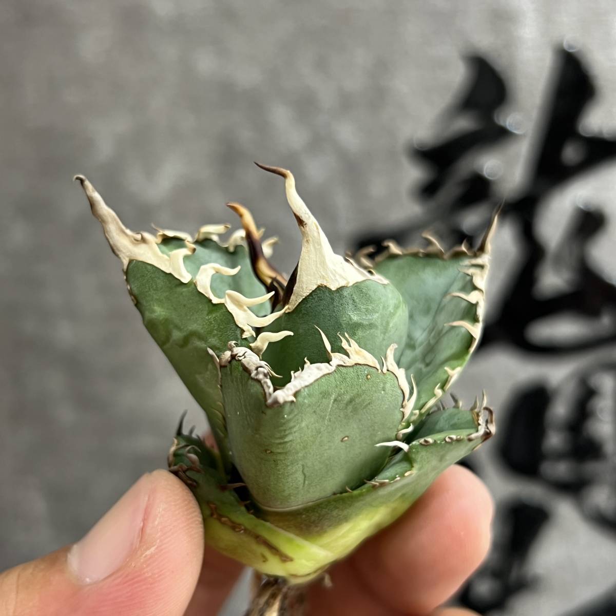 アガベ　チタノタ　極上株 多肉植物アガベ チタノタ 南覇王 極上株 【公式通販】