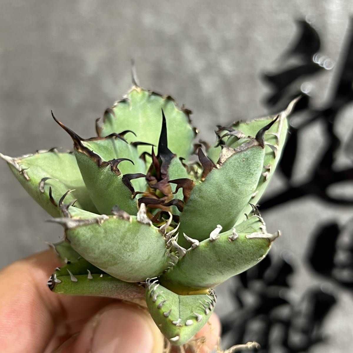 アガベ チタノタ 多肉植物 特選 黒鯨 アガベ・黒鯨 trigger 夕映 福建