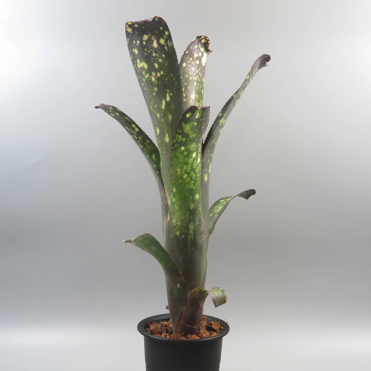 ビルベルギア ☆ Billbergia Kawanas Panache ☆ 大株 ☆ タンク 