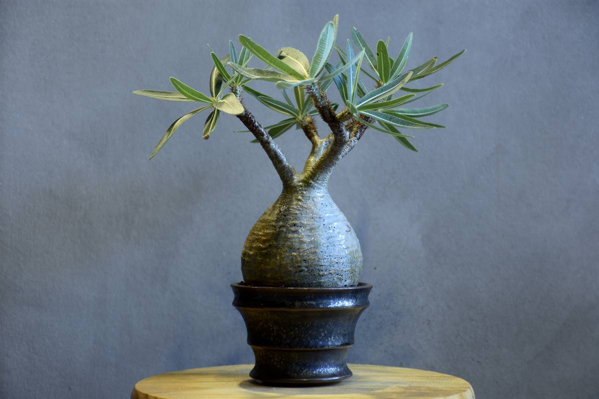 パキポディウム グラキリス 大株 検】パキプス コミフォラ パキポディウム グラキリス 大株 検】パキプス コミフォラ