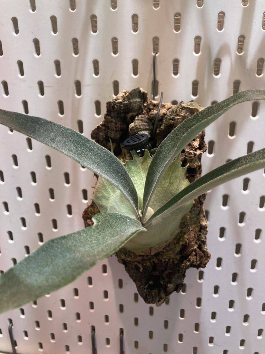 ビカクシダ P.veitchii Auburn river spore 子株 初PUP ベイチー