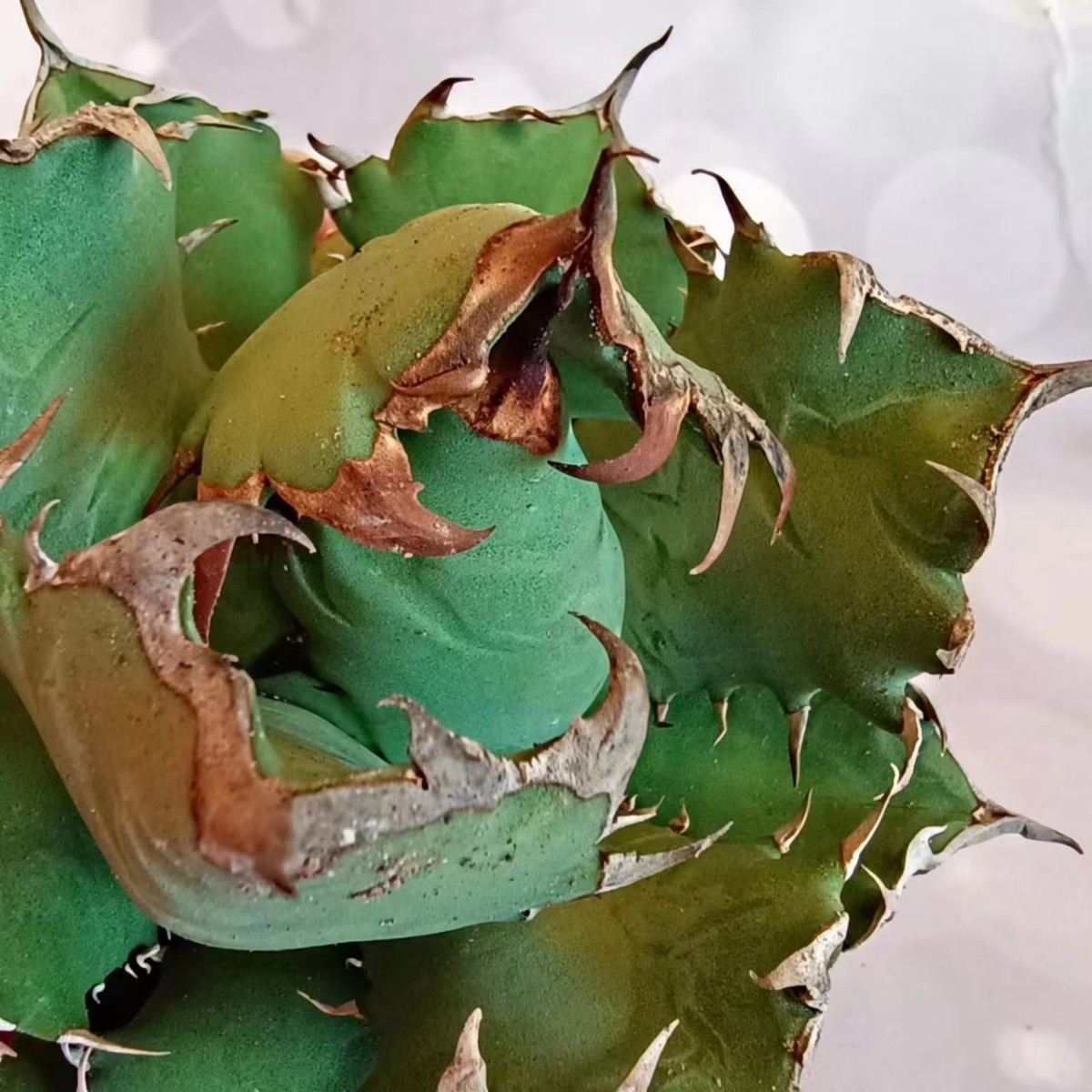 T112 アガベ チタノタ agave 農大 姫巌龍 短葉 極上子株 強棘選抜