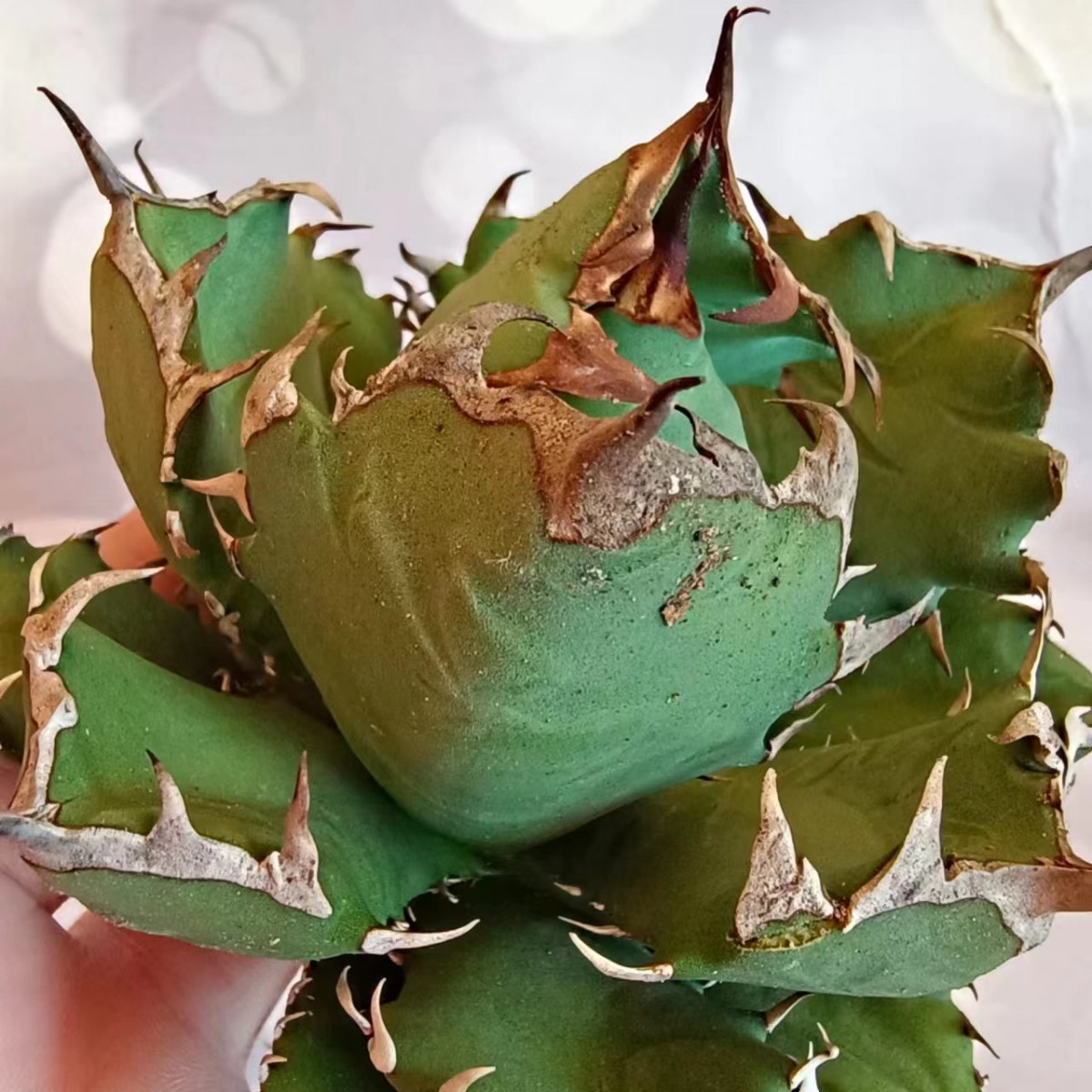 T112 アガベ チタノタ agave 農大 姫巌龍 短葉 極上子株 強棘選抜