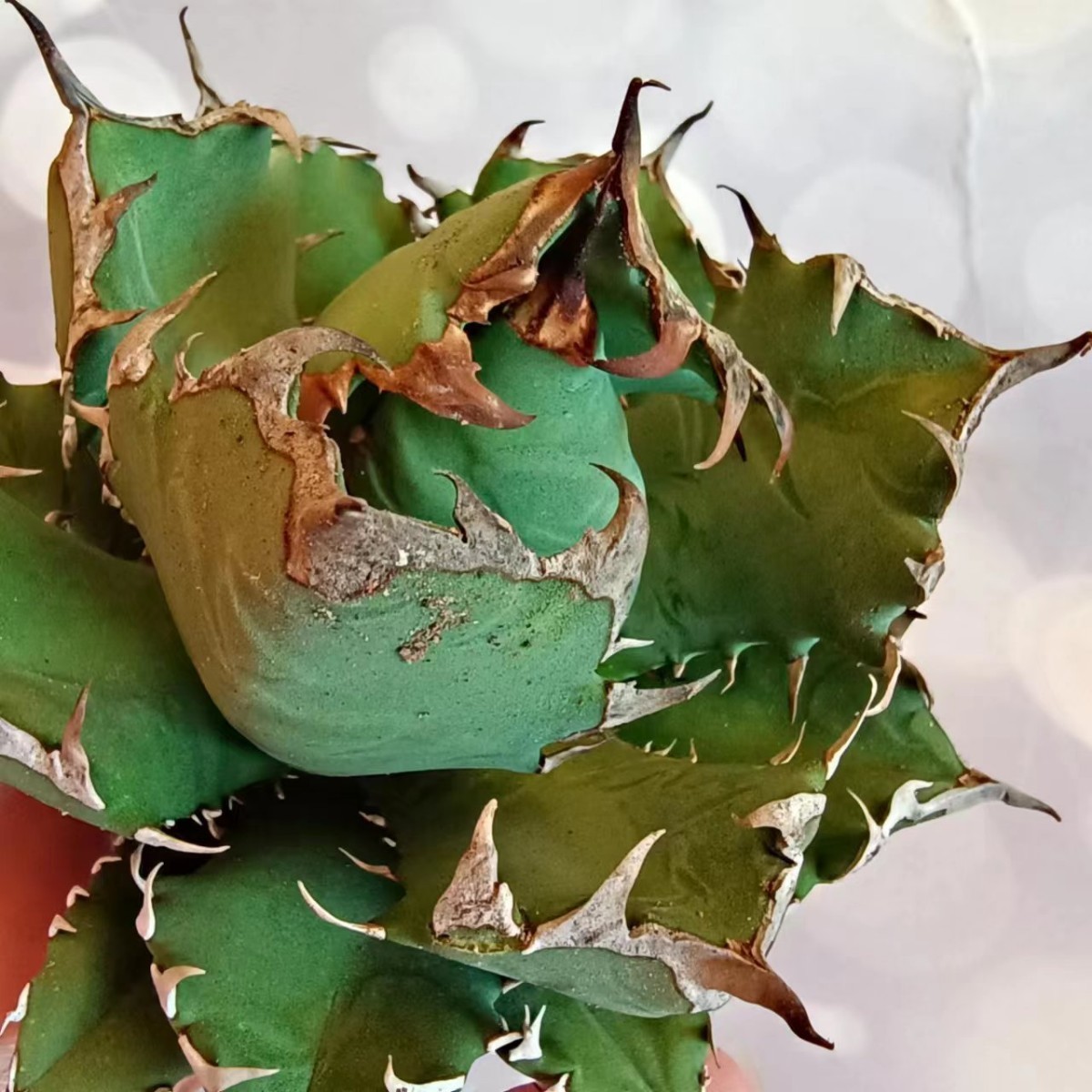 T112 アガベ チタノタ agave 農大 姫巌龍 短葉 極上子株 強棘選抜