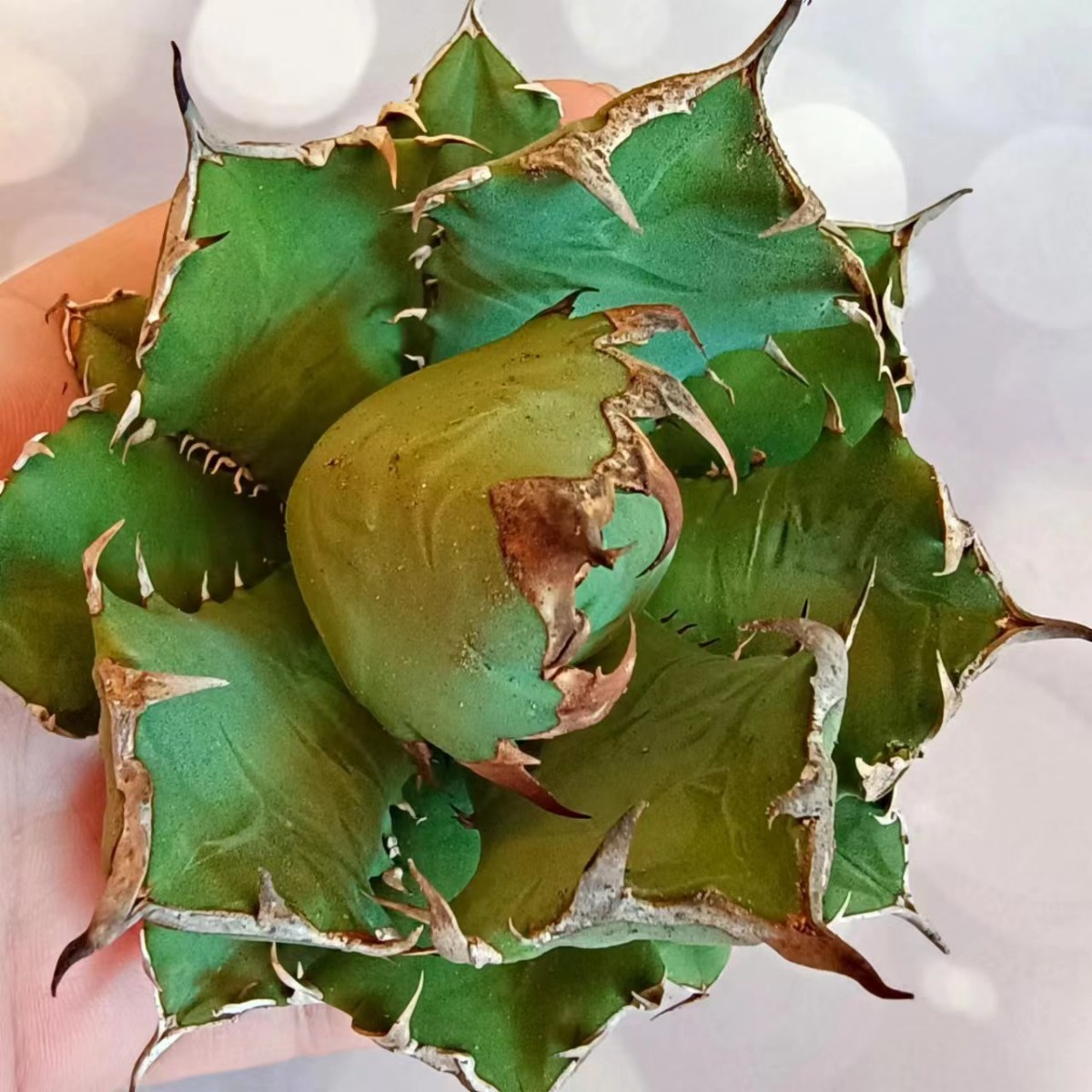 T112 アガベ チタノタ agave 農大 姫巌龍 短葉 極上子株 強棘選抜