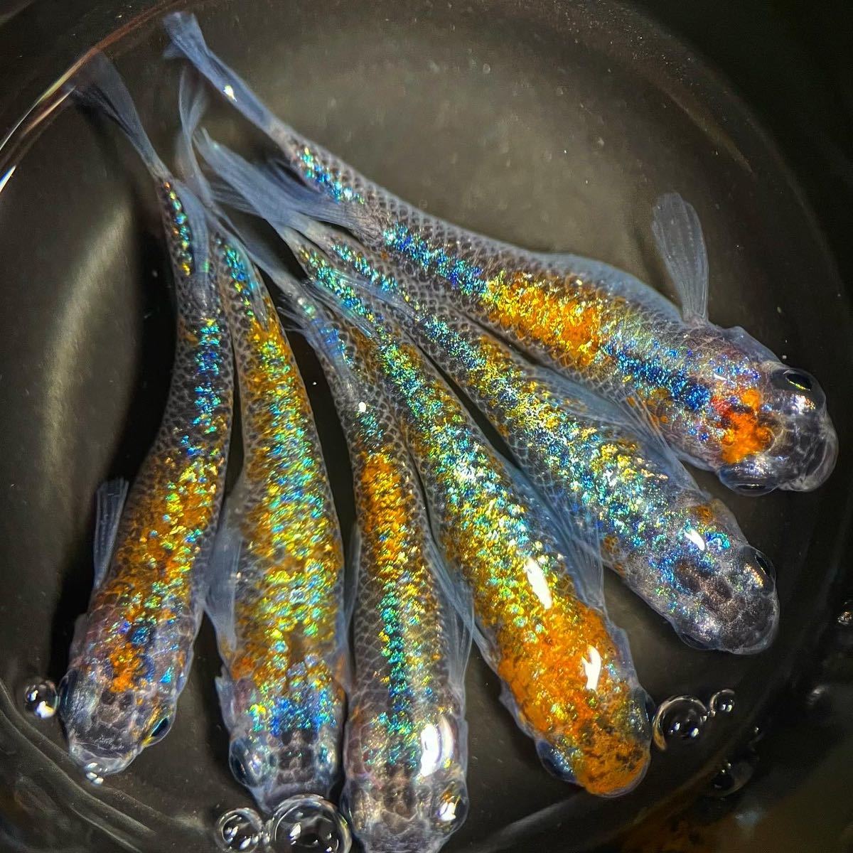 6. 月神×ユリシス　青強ラメ　若魚　特上親種候補　現物出品