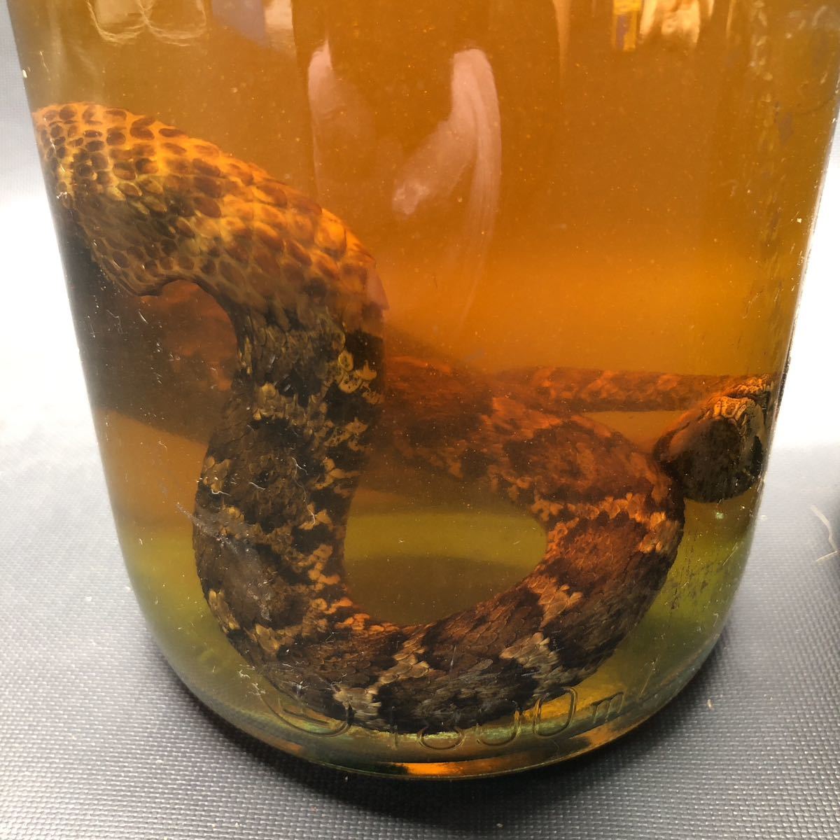 AI2764 蛇 焼酎漬け 2点まとめて 蛇酒 マムシ酒 現状品です(科学、自然
