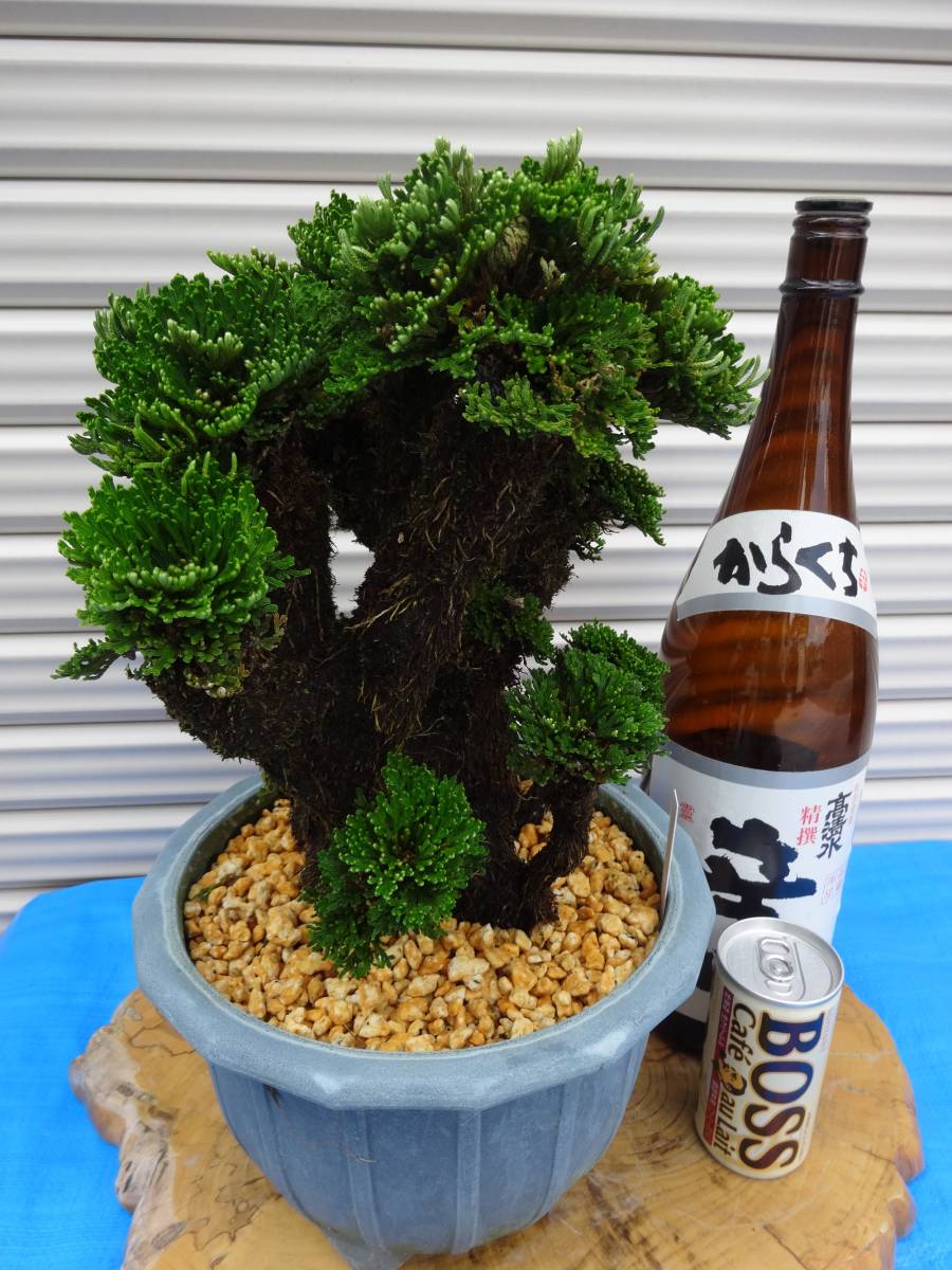 いわひば 銘品《 紫玉 》 40年物 岩松 巻柏 古典園芸植物 イワヒバ