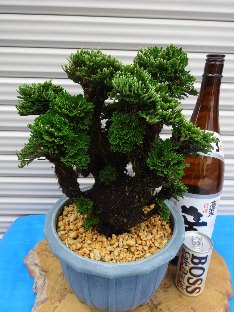 いわひば 銘品《 紫玉 》 40年物 岩松 巻柏 古典園芸植物 イワヒバ