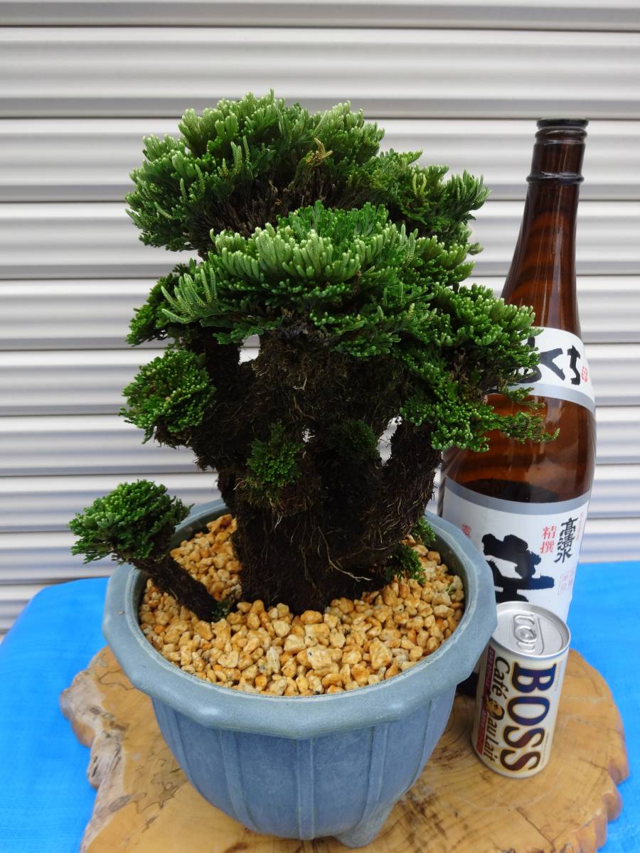 いわひば 銘品《 紫玉 》 40年物 岩松 巻柏 古典園芸植物 イワヒバ
