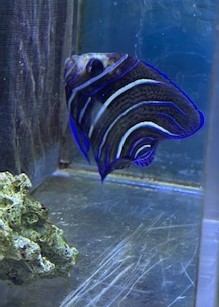 サザナミヤッコ　沖縄産