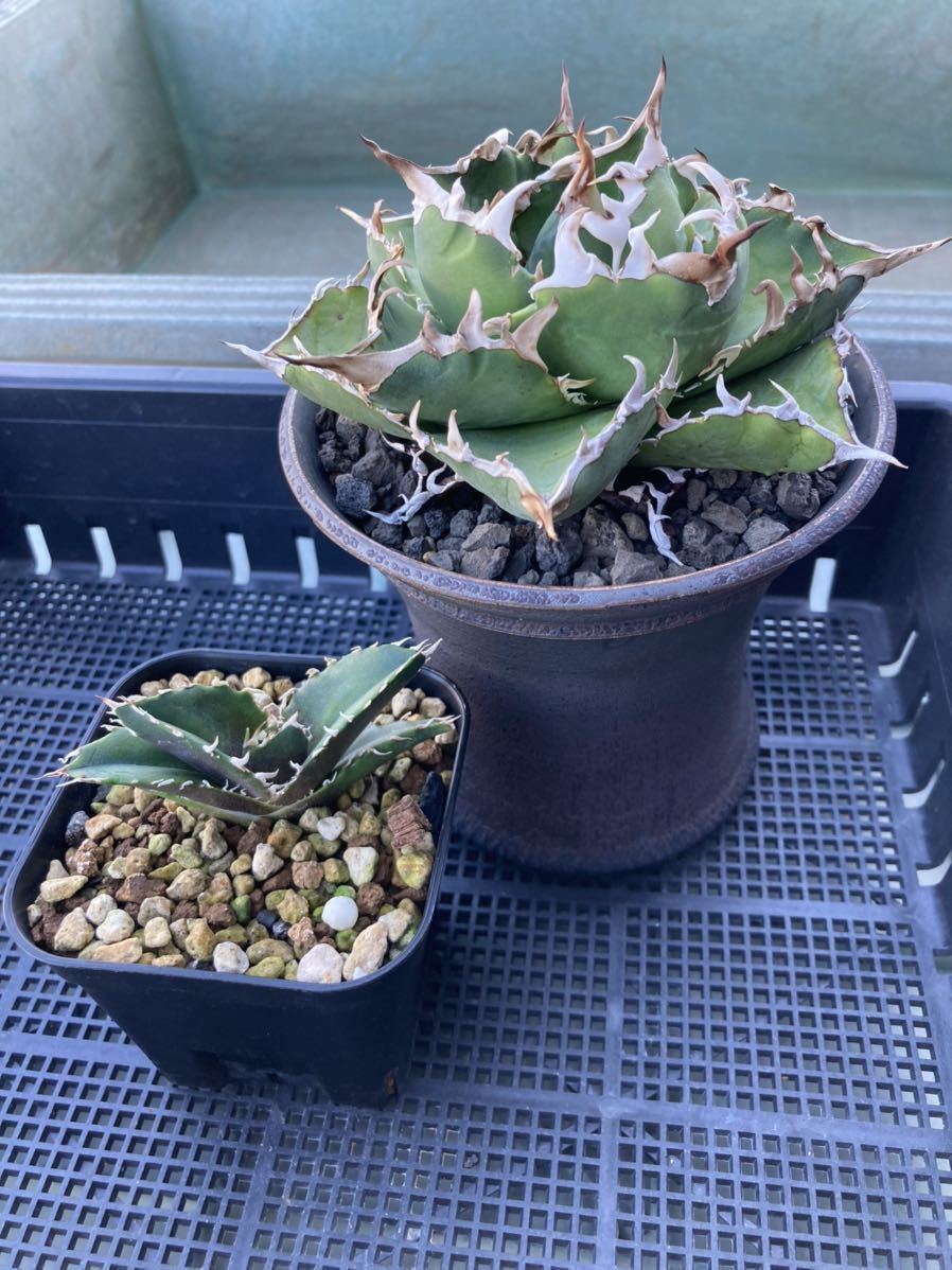 アガベ チタノタ 金鯨　白ポチ　子株