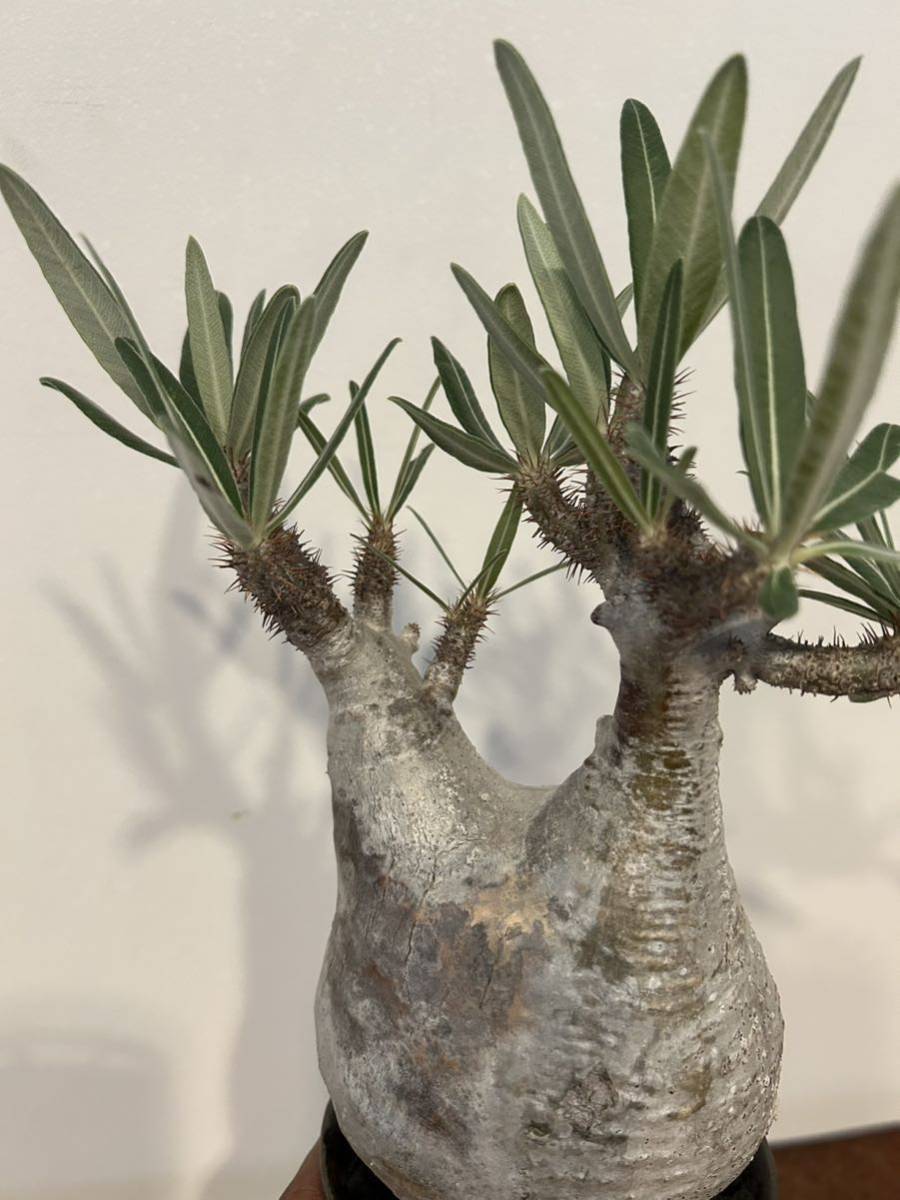 陶器鉢 植木鉢 塊根植物 コーデックス ネット直販サイト