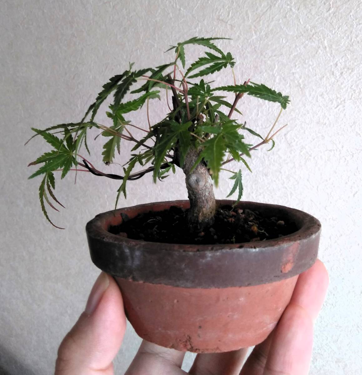 舞姫もみじ ミニ盆栽 樹高8.5cm 超ミニ 豆 太幹 模様木 小葉性 織姫 舞姫もみじ ミニ盆栽 樹高8.5cm 超ミニ 豆 太幹 模様木 小葉性 織姫