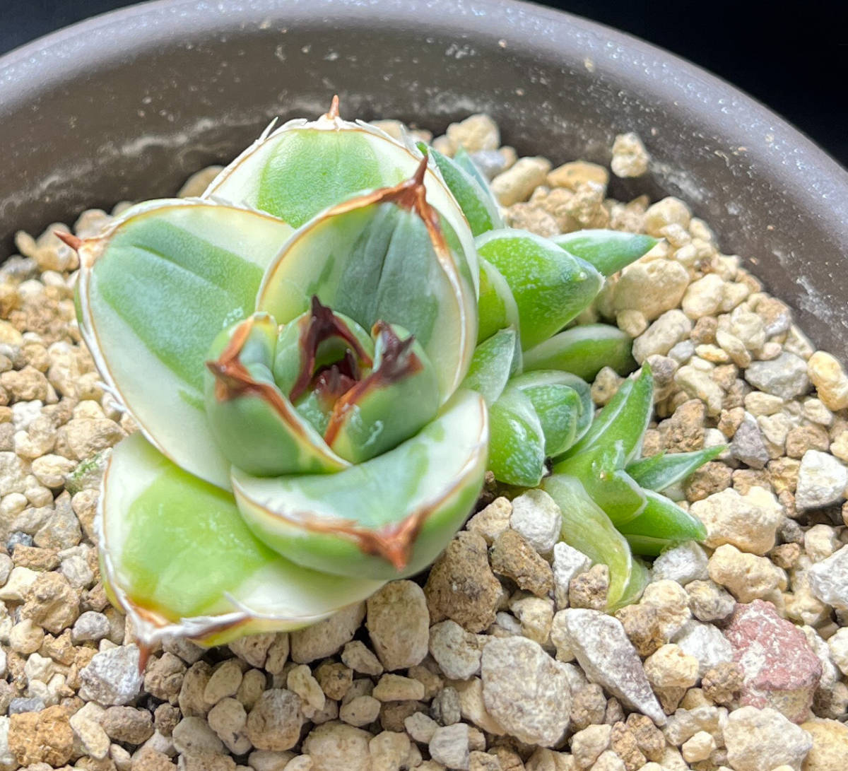 王妃笹の雪A型 Agave 'Pinky' Agave filifera 'Pinky' 王妃笹の雪A