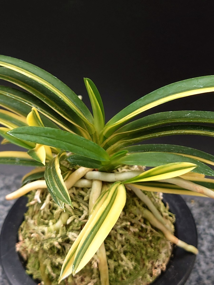 風蘭 富貴蘭【金広錦】セッコク 長生蘭(鉢植え)｜売買された