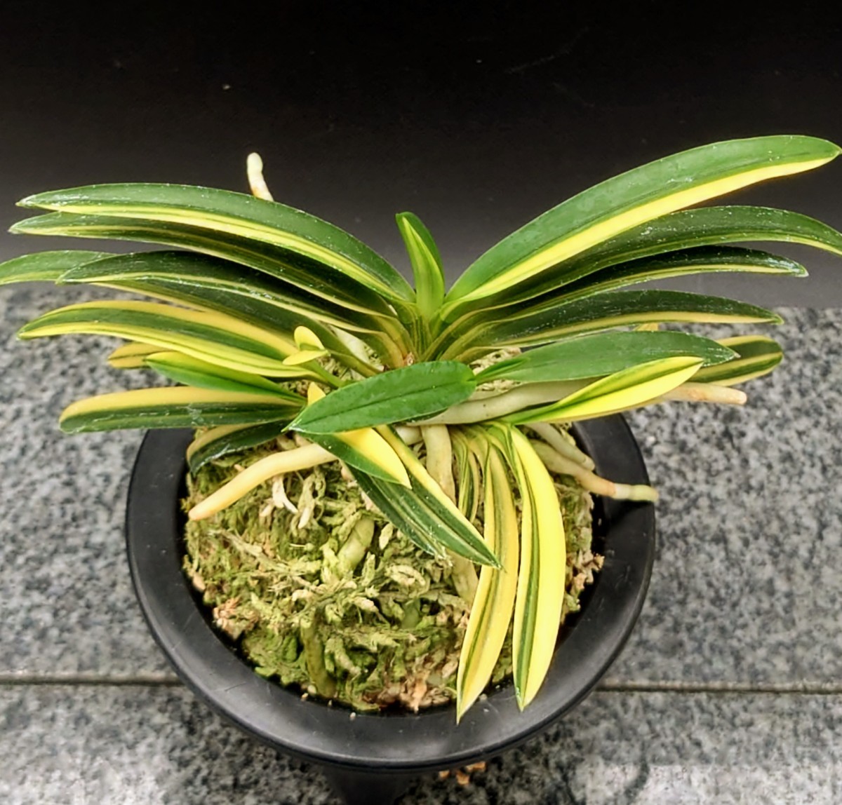 風蘭 富貴蘭【金広錦】セッコク 長生蘭(鉢植え)｜売買された