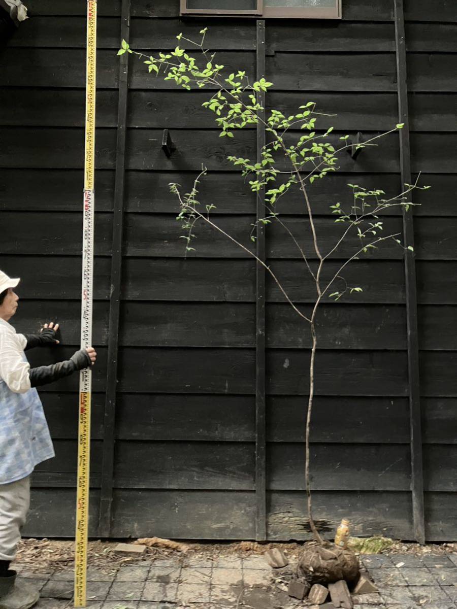 山取 ツリバナ ツリバナ 山取 植木、庭木 山採り自然樹形ツリバナ 秋元園芸