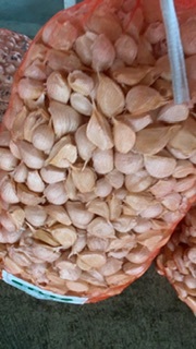 青森県 バラにんにく10Kg M 種可 送料込み 新物 青森県 青森県