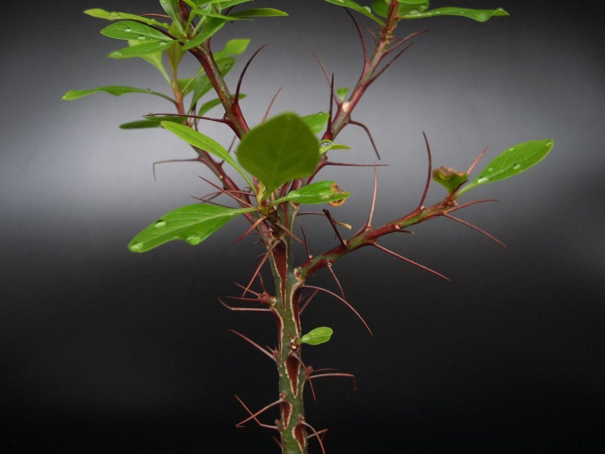 RR_フォークイエリア　ファシクラータ　/Fouquieria fasciculata/1株/実生苗