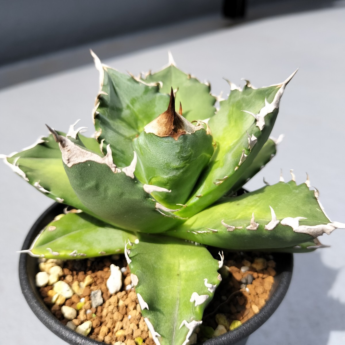 アガベ 南アフリカダイヤモンド SAD（鉢、土そのまま発送予定） 雷土陶器鉢】アガベSAD (南アフリカ アガベ　SAD 南アフリカダイヤモンド　陶器鉢