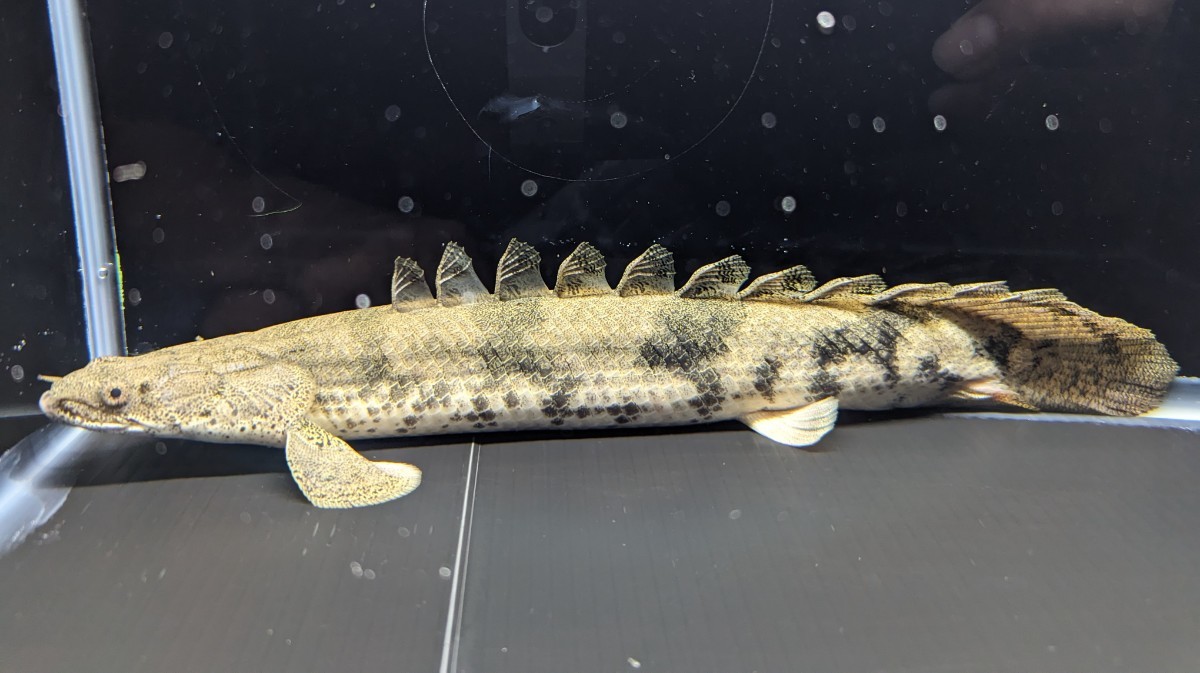 ポリプテルス エンドリケリー 約32cm ギニア産 WILD 極太個体 ☆超 