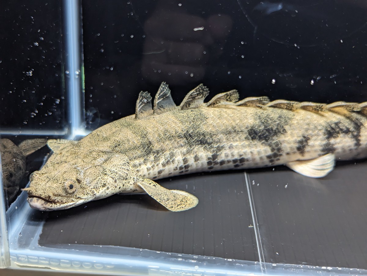 ポリプテルス エンドリケリー 約32cm ギニア産 WILD 極太個体 ☆超 