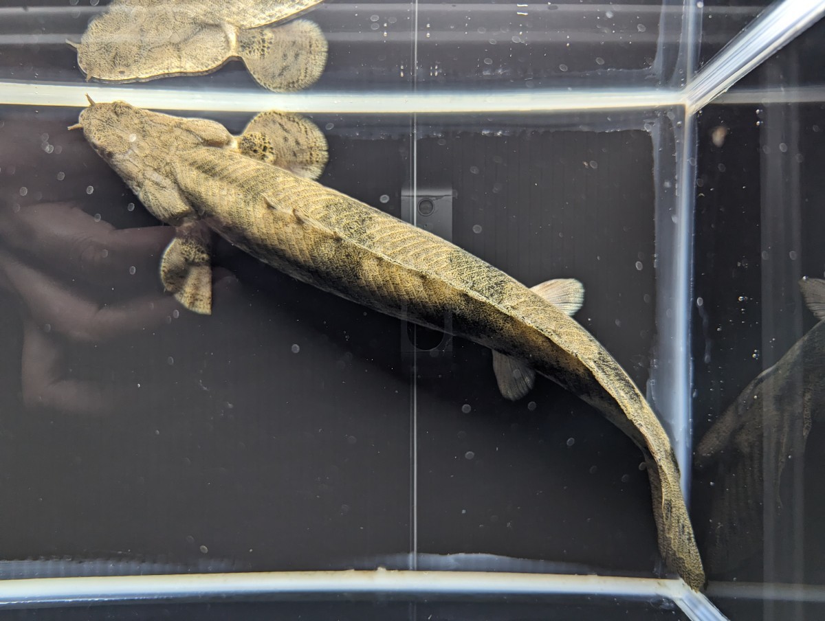 ポリプテルス エンドリケリー 約32cm ギニア産 WILD 極太個体 ☆超 