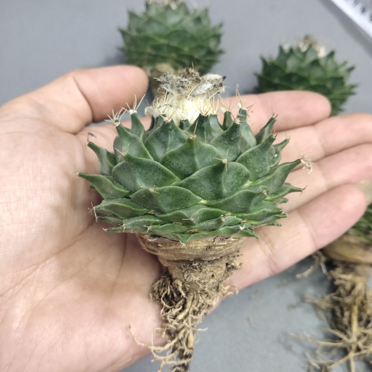龍園觀】①No.247 特選 アガベ 多肉植物 チタノタ 海王 強棘 極上株 激