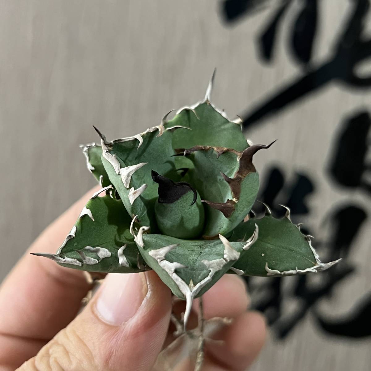 龍園觀】No.212 特選 アガベ 多肉植物 チタノタ 姫厳竜 強棘 狂刺 短葉