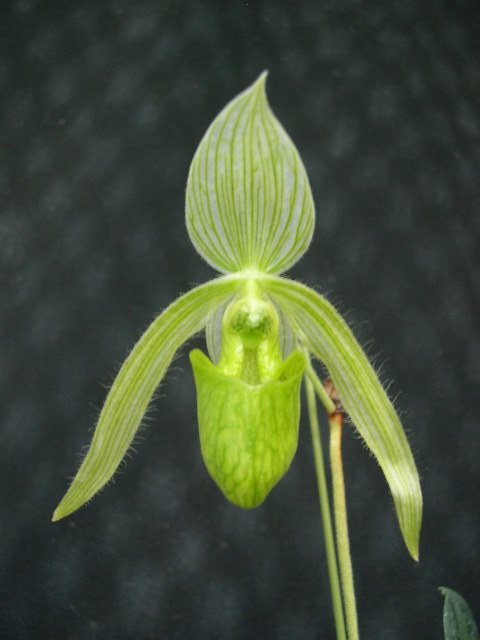 洋蘭パフィオPaph.Happy Philipin album form花付 コンパクトで爽やかな半多花性