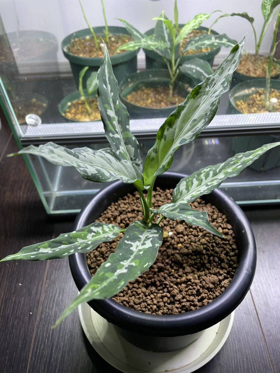 アグラオネマLA 0819ー01b