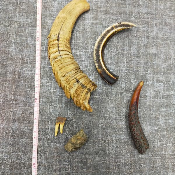 す333 化石 動物の角? 牙? 詳細不明 North Borneo イギリス領北ボ ルネオ 検)キバ/つの