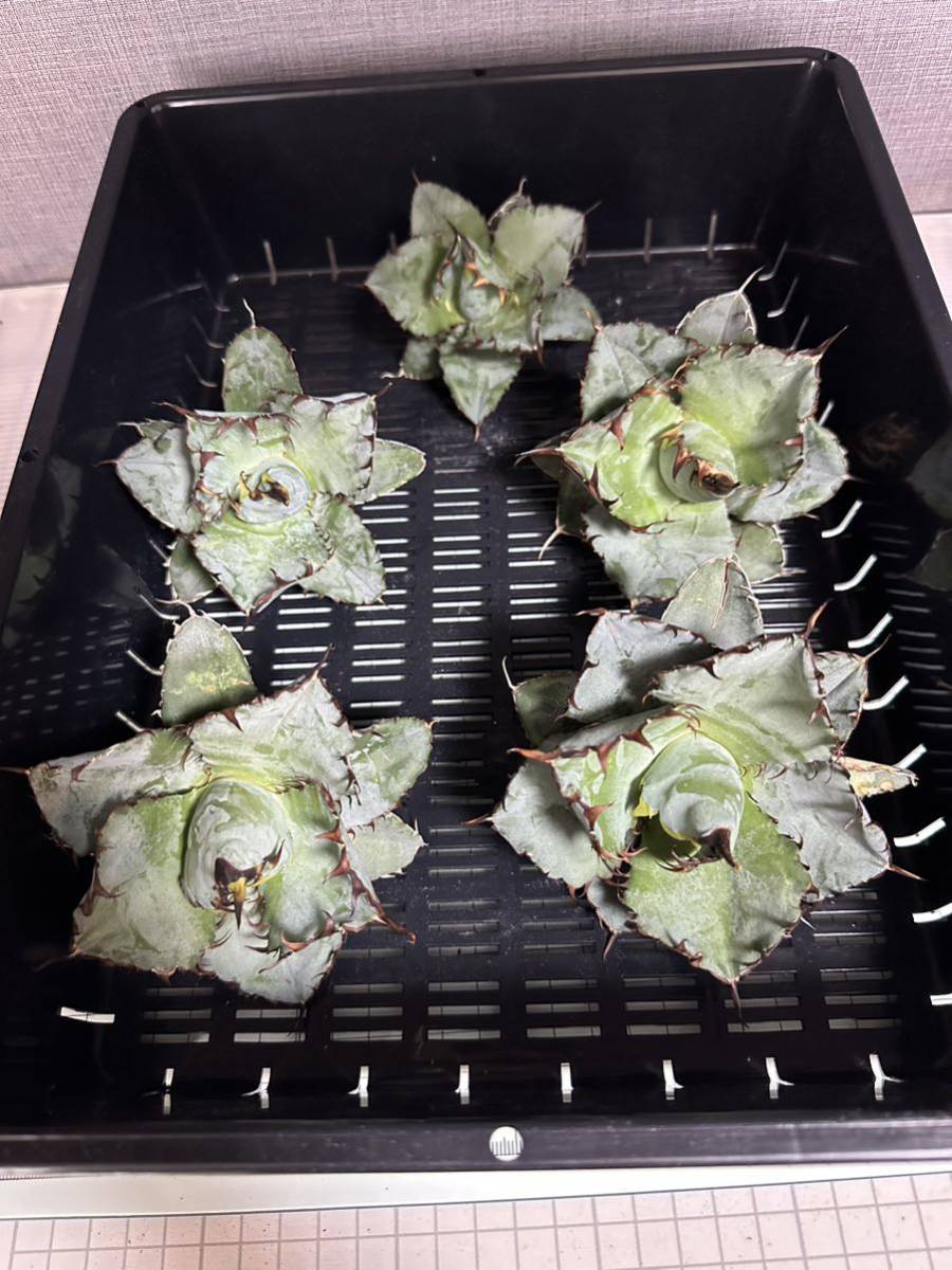 アガベ チタノタ 多肉植物 BLACK and BLUE ブラックアンドブルー 濃黒