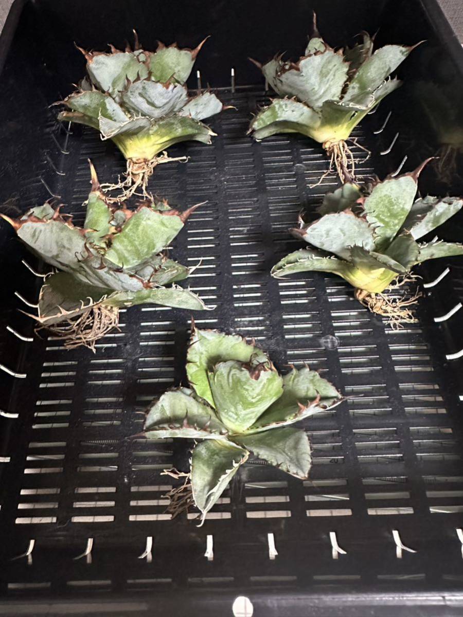 アガベ チタノタ 多肉植物 BLACK and BLUE ブラックアンドブルー 濃黒