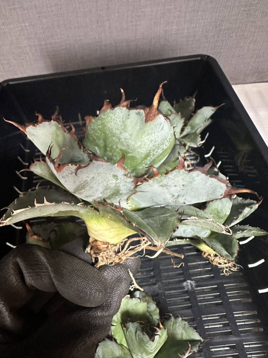 アガベ チタノタ 多肉植物 BLACK and BLUE ブラックアンドブルー 濃黒