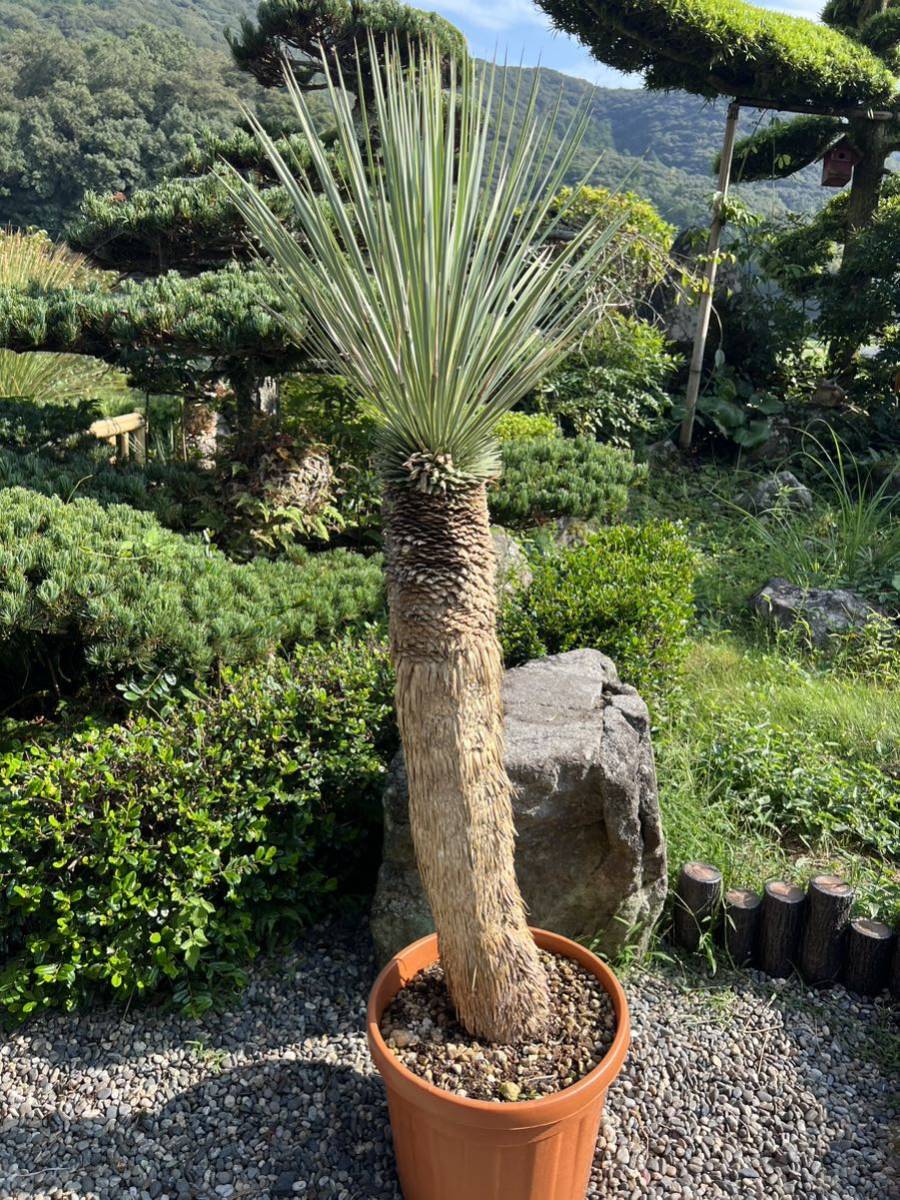 ユッカ 極太 ロストラータ Yucca シンボルツリー 耐寒性南欧風プランツ
