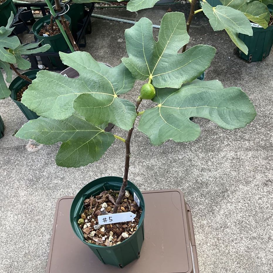 レアイチジク「 Lsu #5」挿木苗