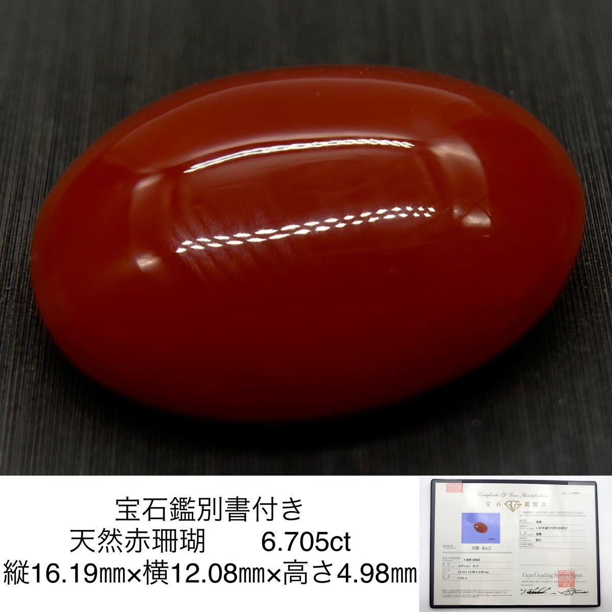 宝石鑑別書付き 天然 赤珊瑚　（ 珊瑚 )( さんご )( サンゴ ） 6.705ct 縦16.19㎜×横12.08㎜×高さ4.98㎜ 2789Y 