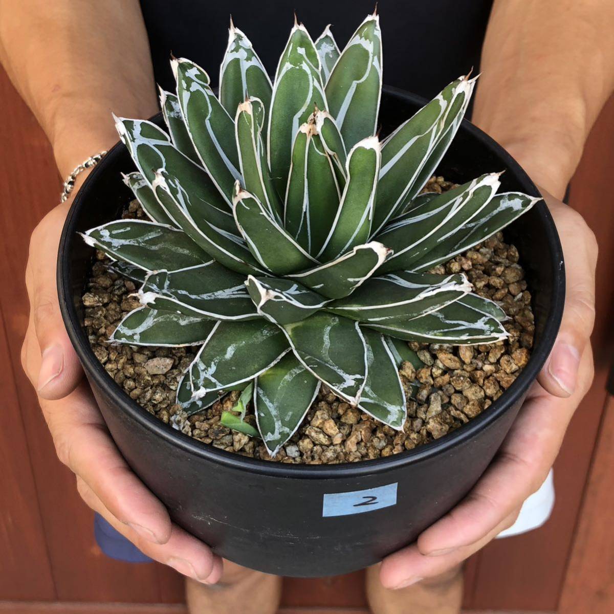アガベ 笹の雪 ビクトリアレジーナ　美形　現物写真　9/19 5号鉢　綺麗に育ってます！ ②