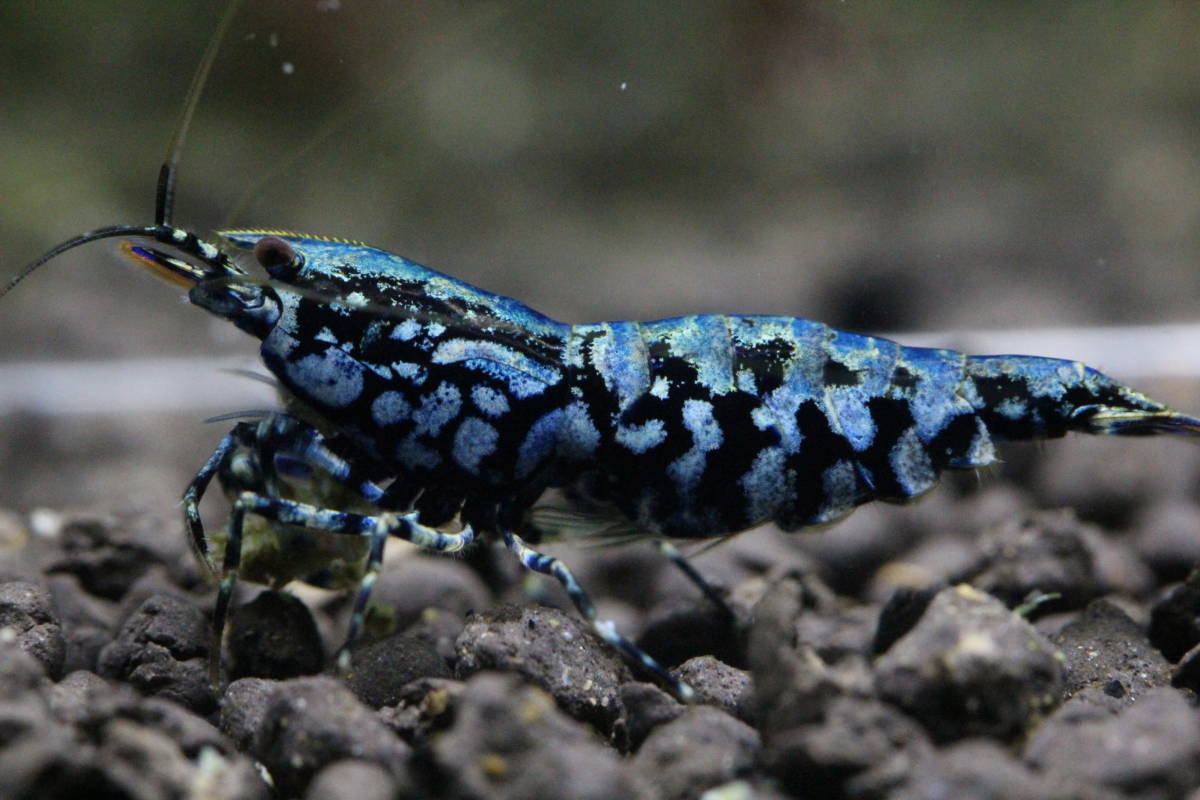 【シュリンプアワード】永遠のえび ZEUS GENERATION KREST ペア！！