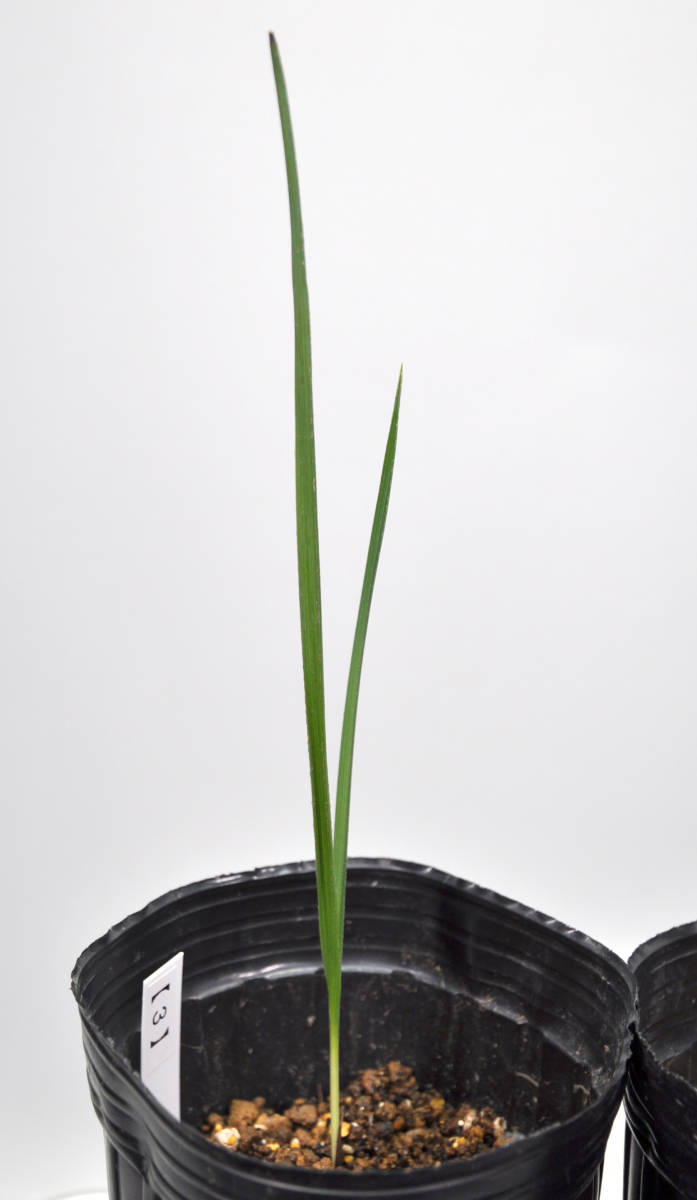 トリスリナックス 現品・現物Trithrinax
