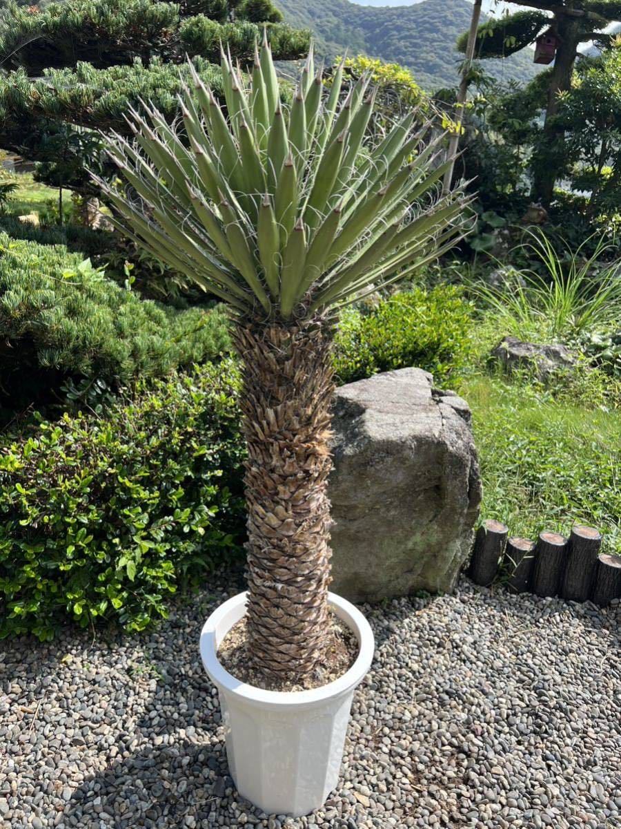 ユッカ フィリフェラ Yucca | ドライガーデン filifera ドライ 2ユッカ