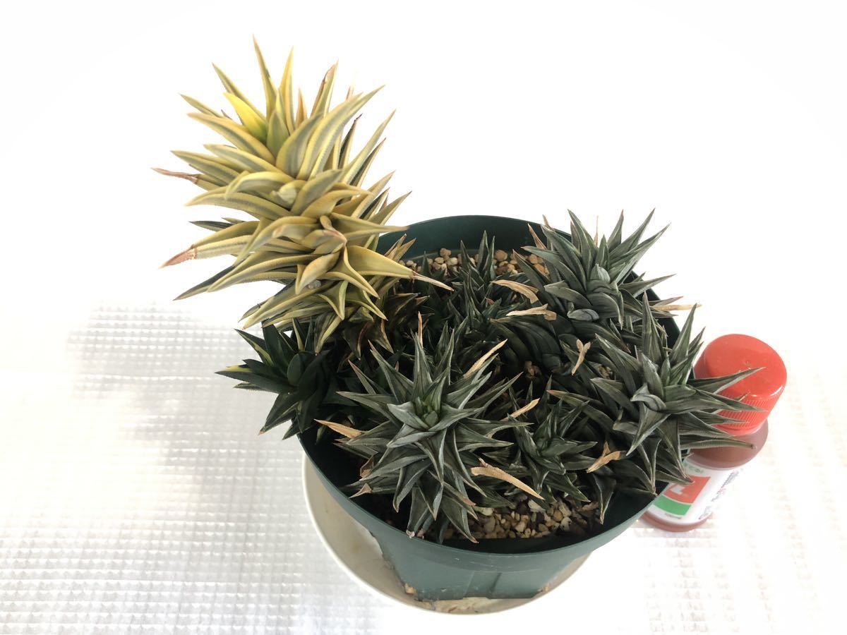 CO☆401 小疣姫牡丹 実生1鉢 アリオカルプス☆ サボテン 多肉植物