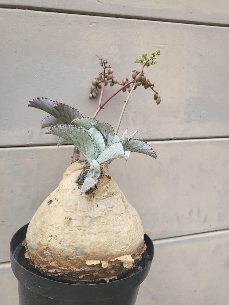 Cyphostemma seitziana① キフォステンマ セイチアナ① キフォステンマ セイチアナ. Cyphostemma seitziana ⑥ ナミビア原産