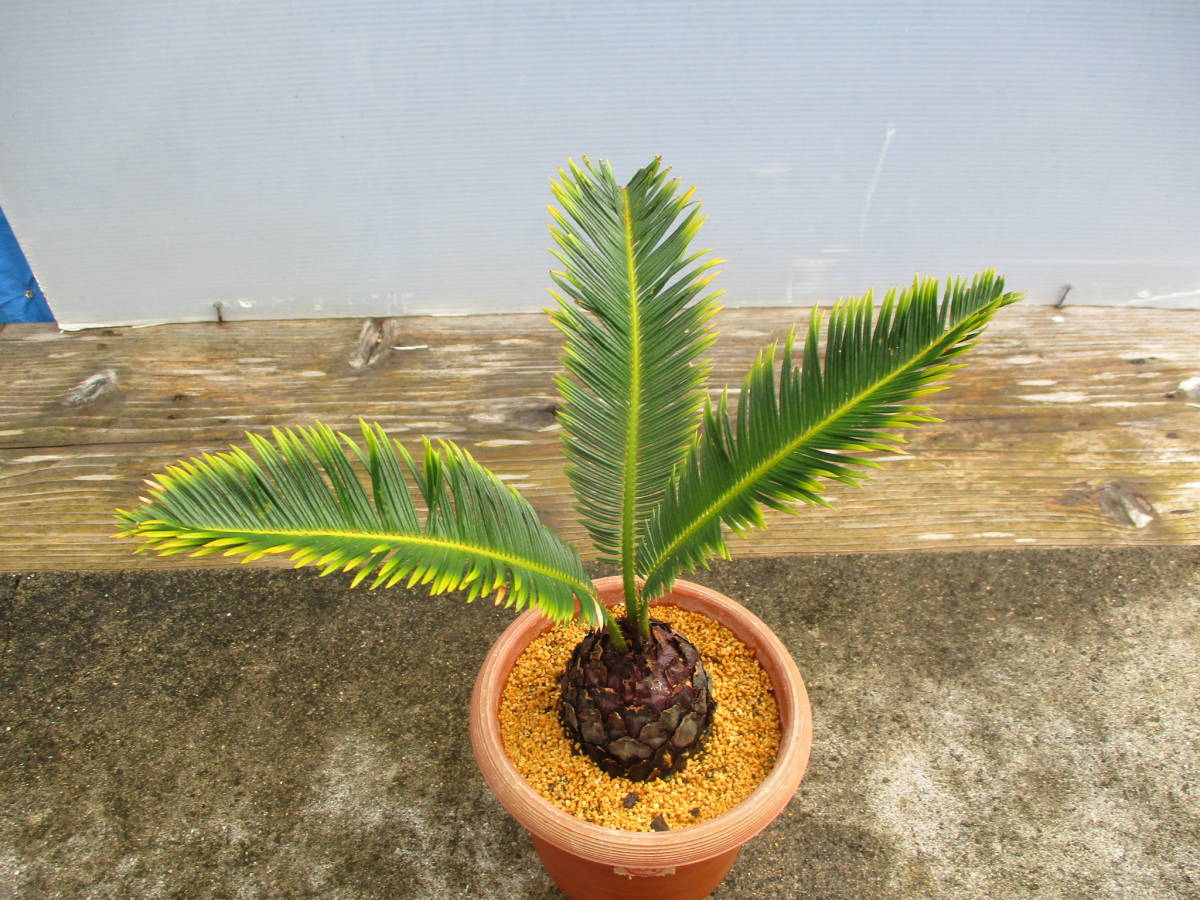 奄美黄金ソテツ② 5号鉢 （金ブチ＆金環ソテツ）奄美大島産 観葉