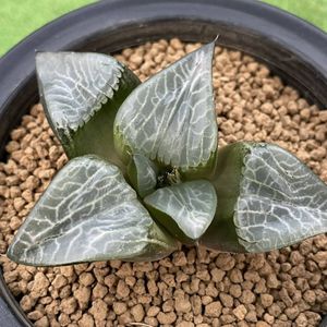 多肉植物 ハオルチア 氷河の門 台湾李氏実生