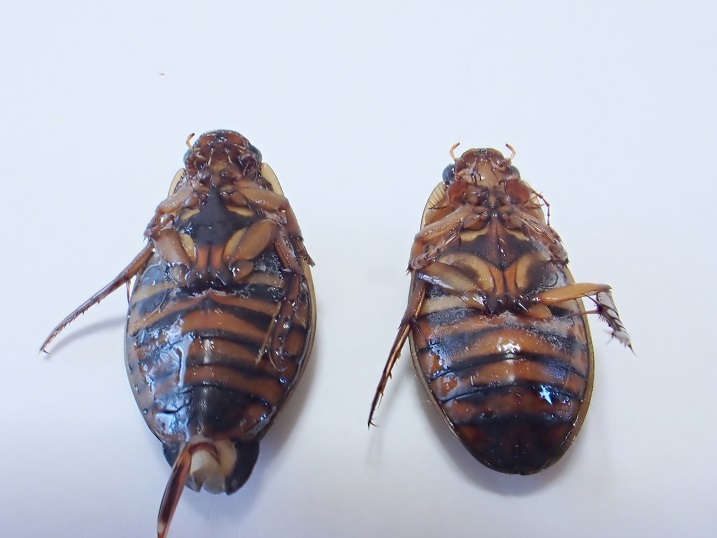 北海道産　ゲンゴロウモドキ　3♂２♀ 標本用、北海道釧路産ゲンゴロウモドキペア（有溝型） | ゲンゴロウ